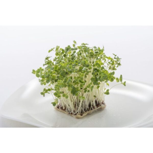 broccoli sprout 1