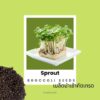 broccoli sprout main