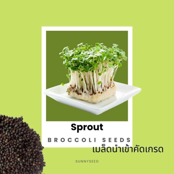 broccoli sprout main