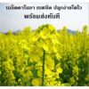 canola main canola main