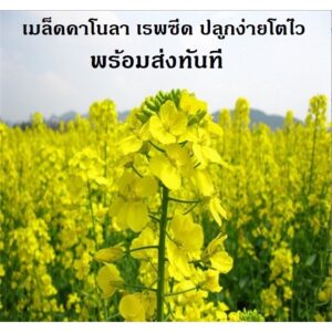 canola main canola main