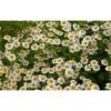 chamomile 1 chamomile 1
