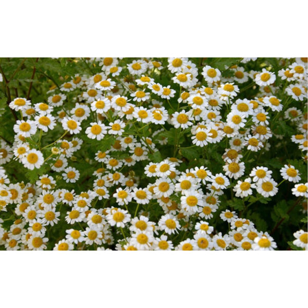 chamomile 1 chamomile 1