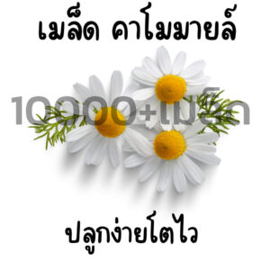 chamomile main