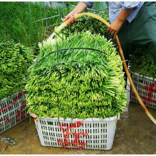 chives 1