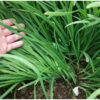 chives 2