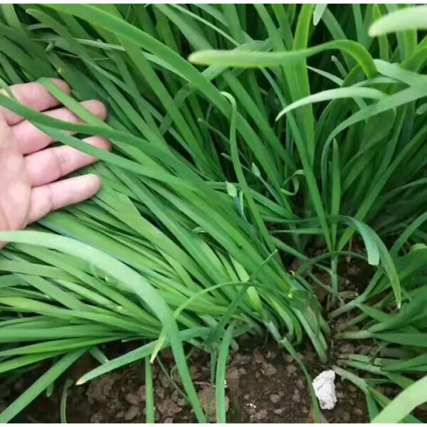 chives 2