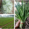 chives 3