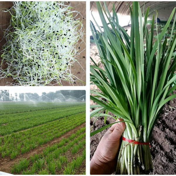 chives 3