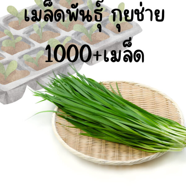 chives main