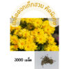 chrysanthemum 1
