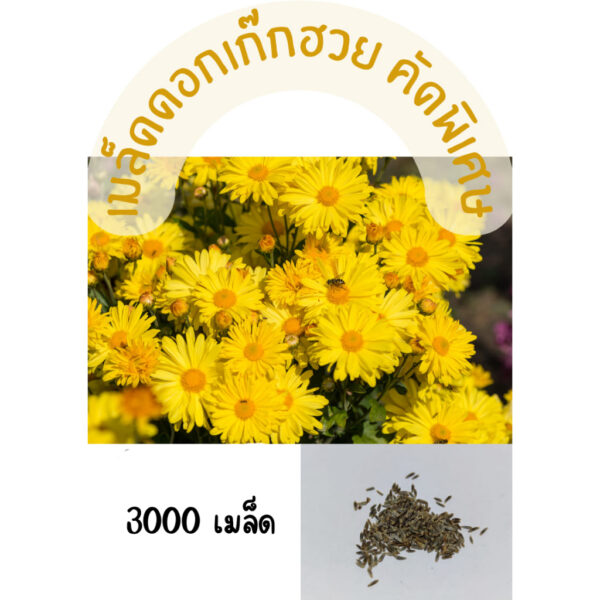 chrysanthemum 1