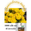 chrysanthemum main