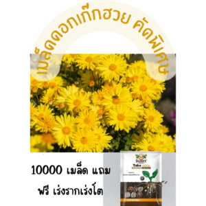 chrysanthemum main