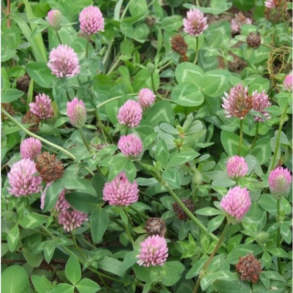 clover 2
