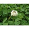 clover 3