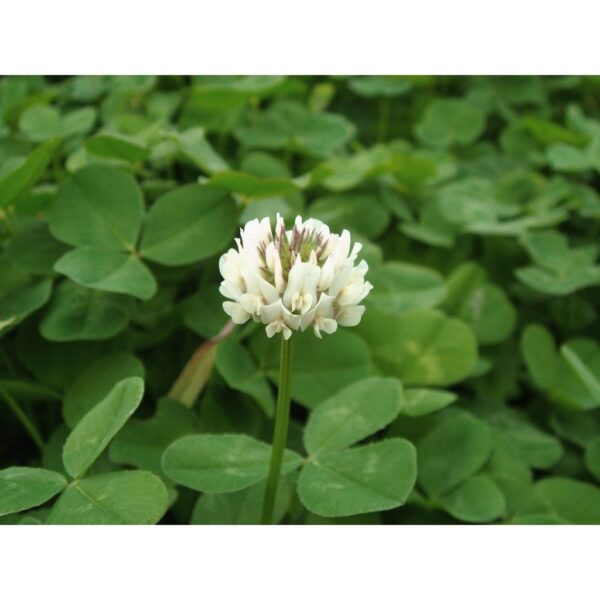 clover 3