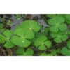 clover 4