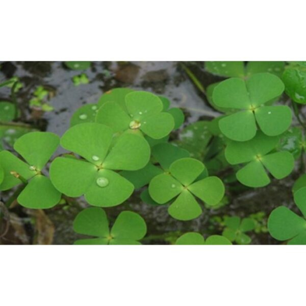 clover 4