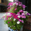 cosmos 1