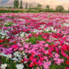 cosmos 2