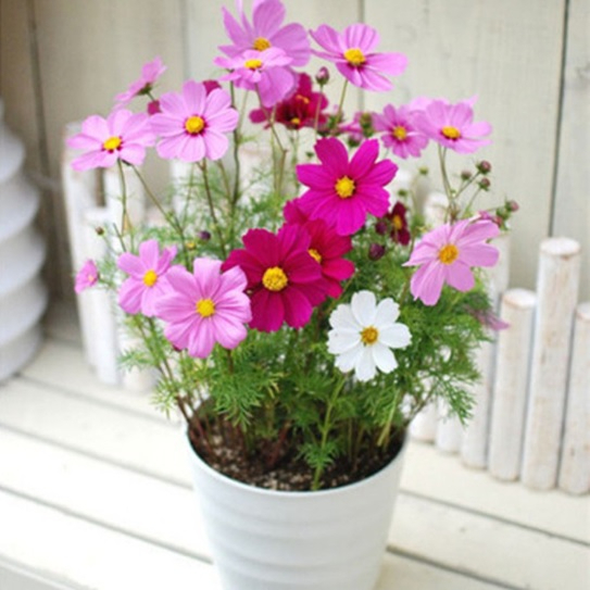 cosmos 3