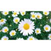 daisy 1 daisy 1