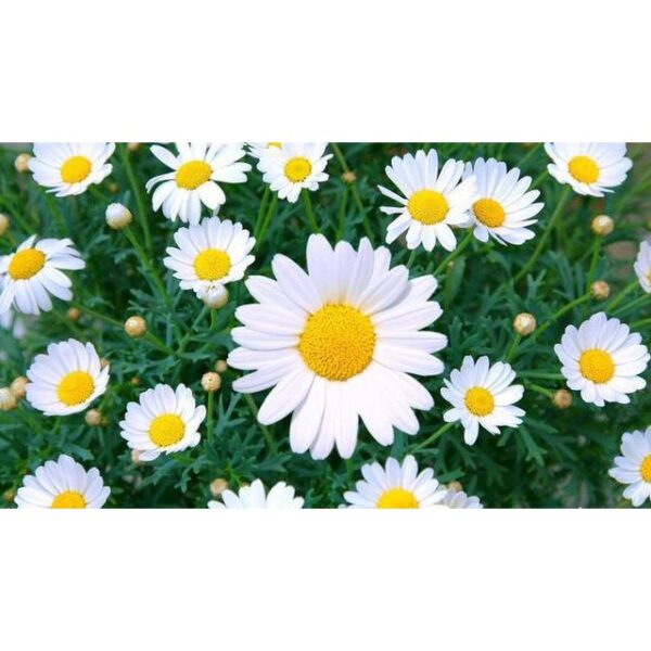 daisy 1 daisy 1