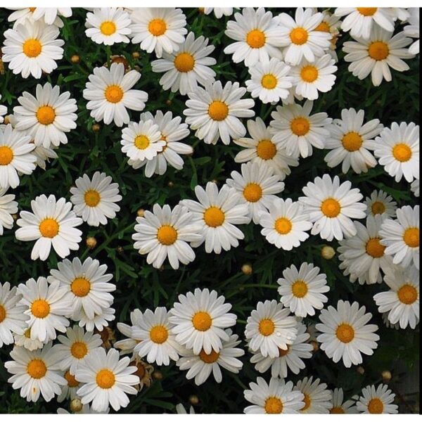 daisy 2 daisy 2