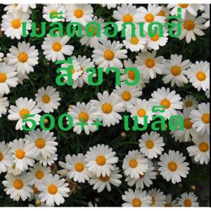 daisy main daisy main