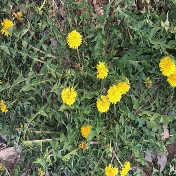 dandelion 2 dandelion 2