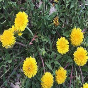 dandelion main