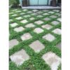 dichondra 1 dichondra 1