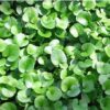 dichondra main dichondra main