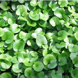dichondra main