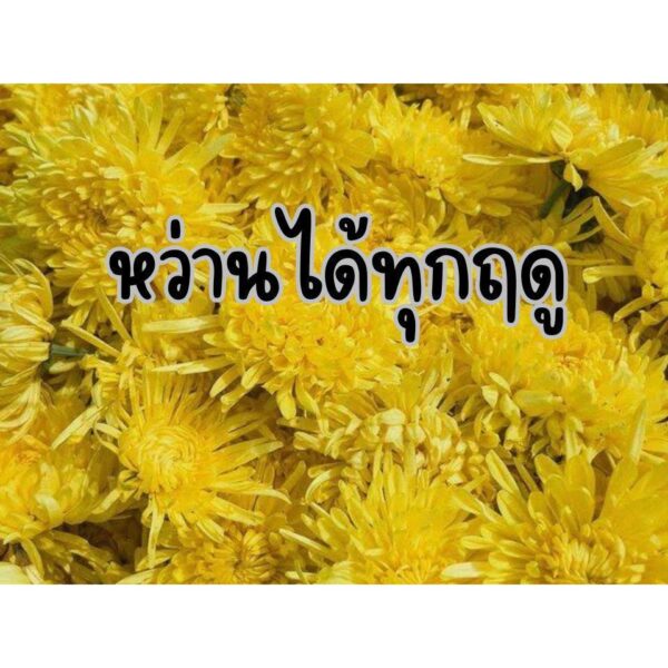 golden chry 1