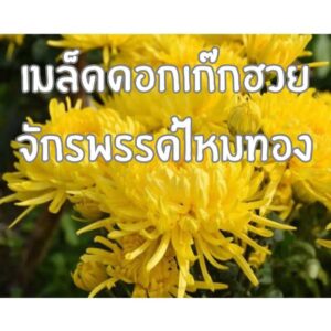 golden chry main golden chry main