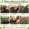 gomphrena 2