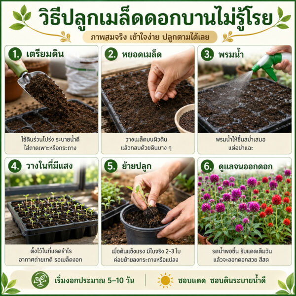 gomphrena 2
