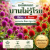 gomphrena main