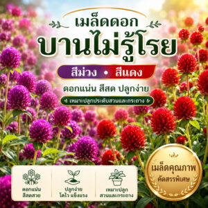 gomphrena main gomphrena main