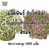 gypso main gypso main