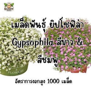 gypso main gypso main