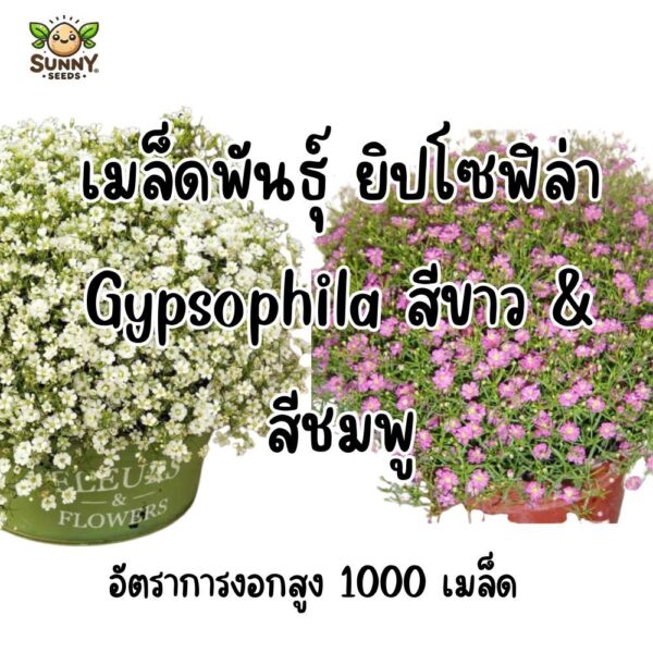 gypso main gypso main