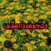 kradumthong main