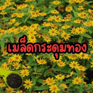 kradumthong main kradumthong main