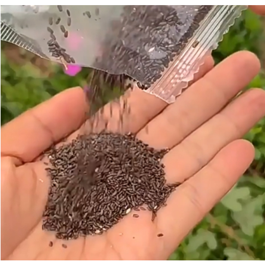 lavender 1 lavender 1