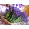 lavender 2 lavender 2