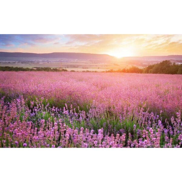 lavender 3 lavender 3