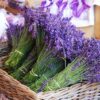 lavender 4 lavender 4
